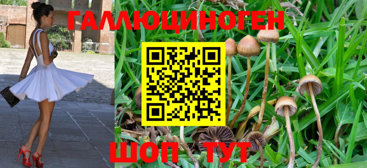 купить наркоту  Вход с VPN  Новосибирск  Псилоцибиновые грибы Psilocybe 